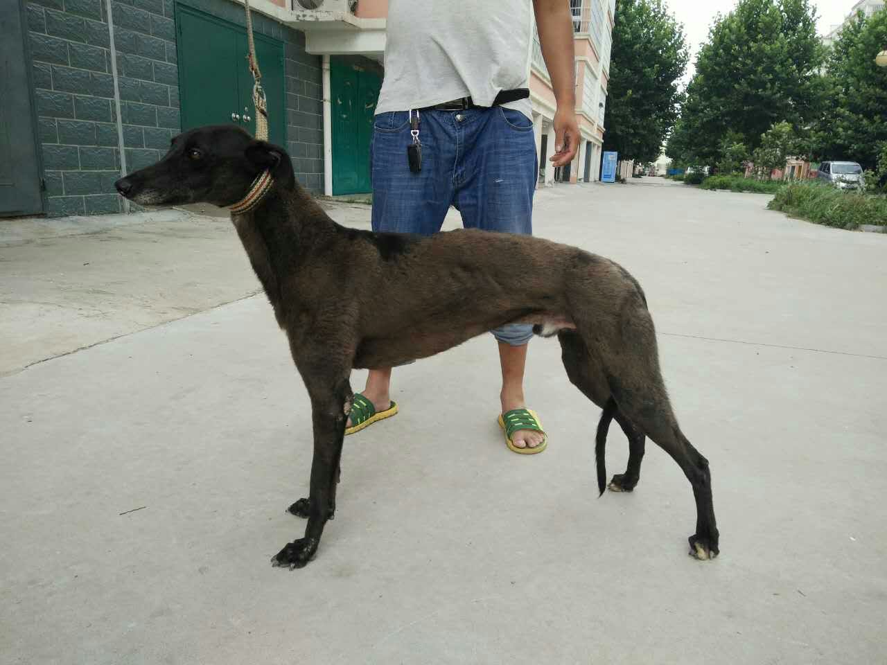 狼青马犬多少钱一只?泰州