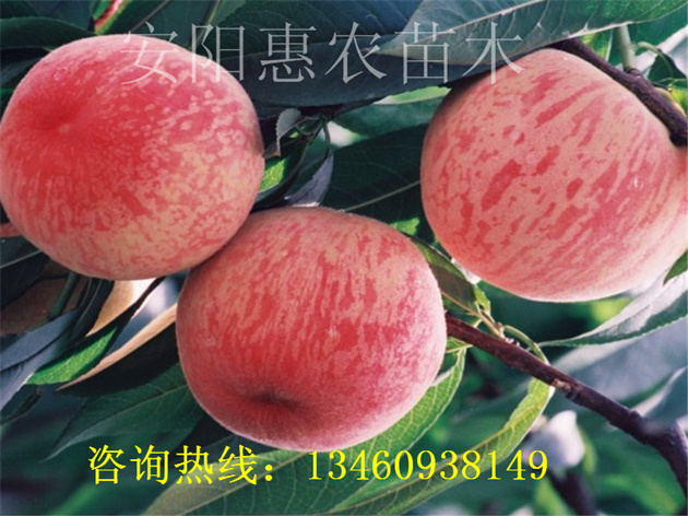 水稻秧苗失绿变白的原因主要有以下二种,希望广大农户对照症状找出发病原因,及时救治。 一、缺素发白 水稻正常生长发育需要吸收氮、磷、钾、钙等16种营养元素,各种元素各有其特殊功能,不能相互替代。当某种元素缺少时,稻苗生长发育就会受阻,表现出不同的症状。有五种元素不能满足生长需要时,水稻就会出现叶片发白的现象。 缺锌。多发生在水稻移栽返青后,插后2~3周的分蘖期是发病高峰期。往往造成缩苗不长,植株矮化,新叶叶片变短变宽,分蘖少,基部叶片的叶尖先干枯。接着中部叶片呈棕色至赤褐色不规则病斑,进而从