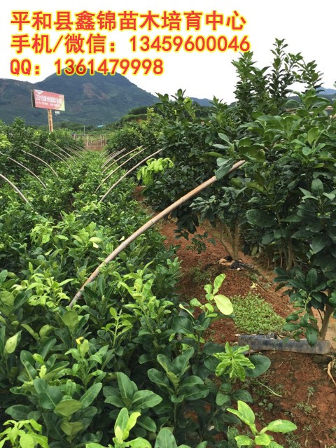 3．柚子苗的种植：为什么柚子苗种了三个月还不发芽？ 