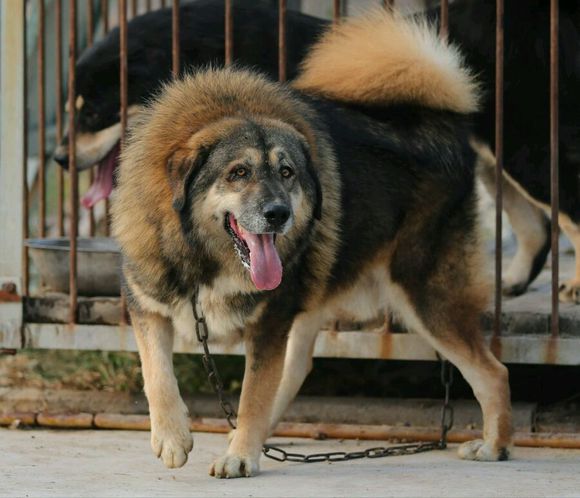 藏獒价格 藏獒幼犬价格 藏獒幼犬多少钱