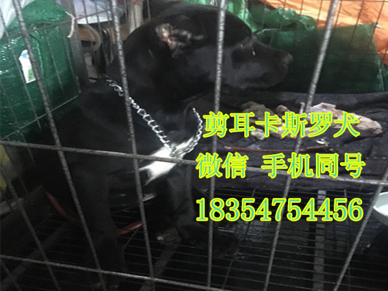 纯种马犬多少钱只 科目马犬价格