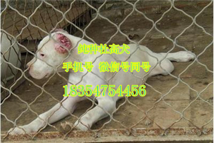 纯种马犬多少钱只 科目马犬价格