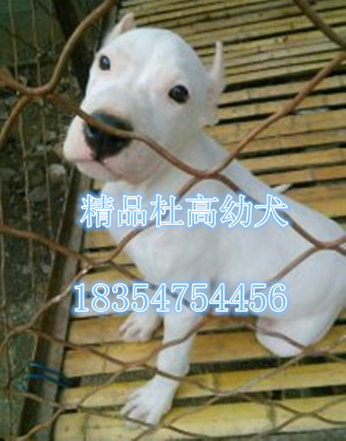 纯种马犬多少钱只 科目马犬价格