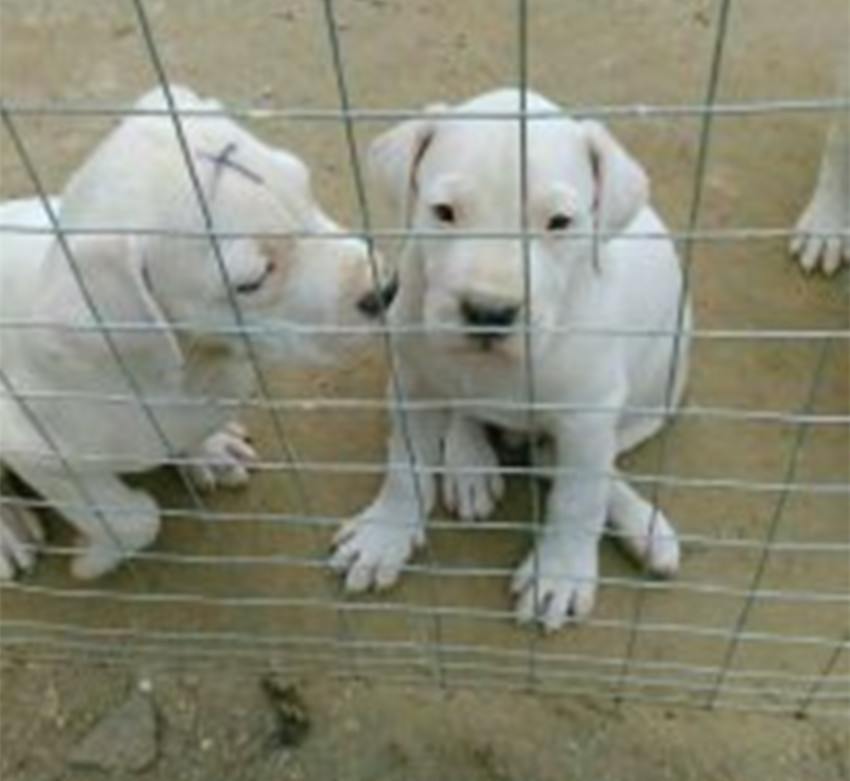 德系杜宾犬厂家 杜宾犬买卖信息 纯种杜宾犬的特征