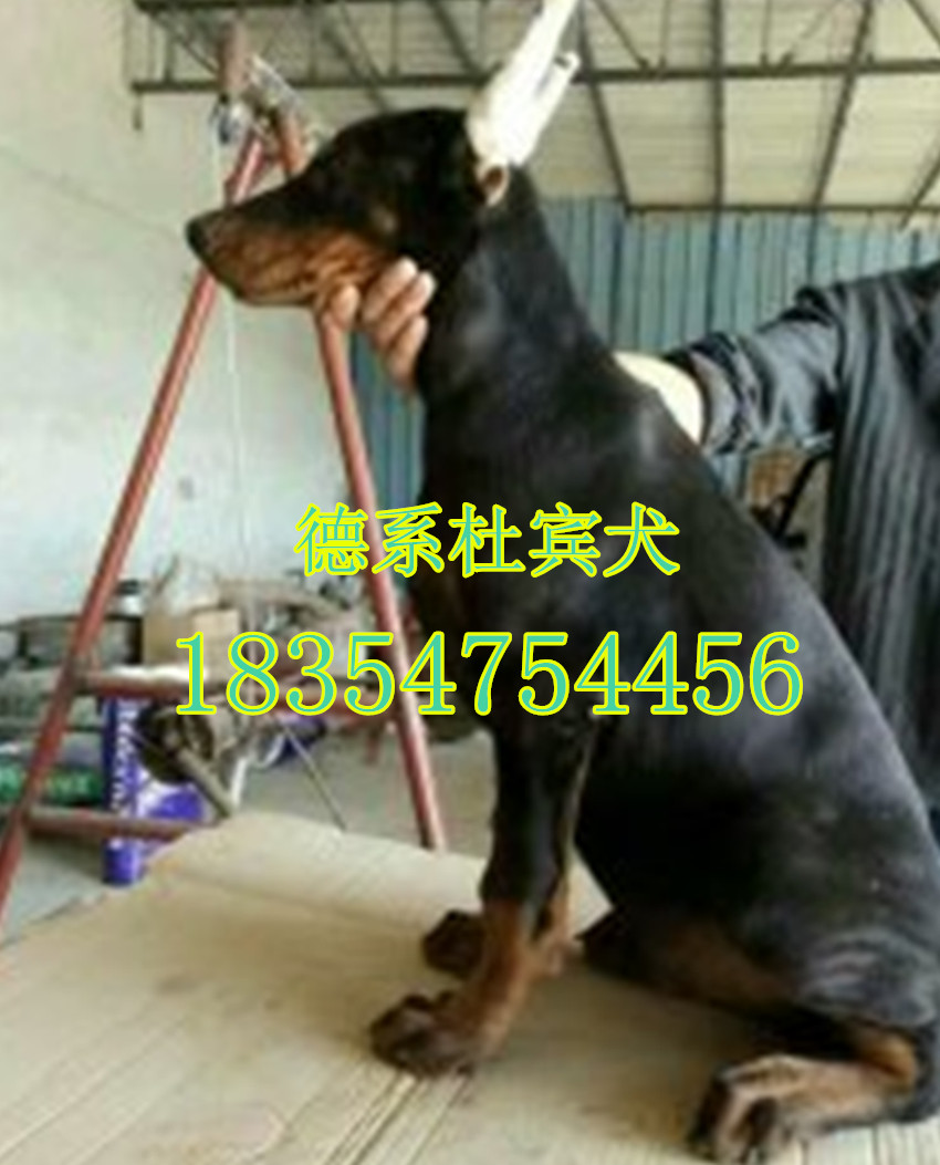 德系杜宾犬厂家 杜宾犬买卖信息 纯种杜宾犬的特征