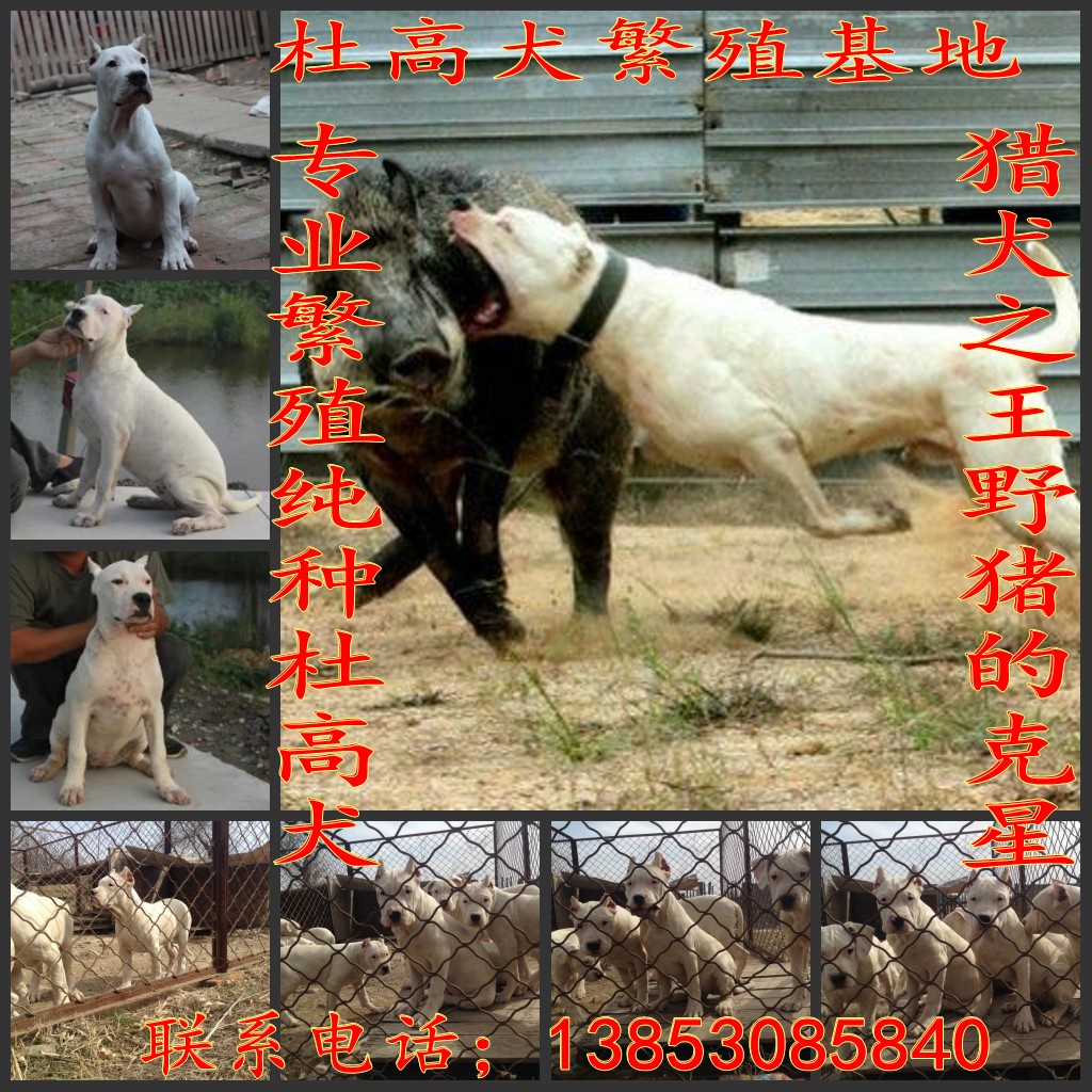 哪里有卖纯种杜高犬的