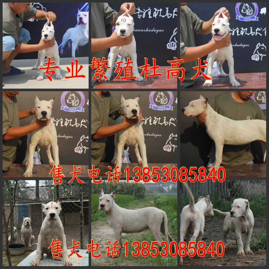 哪里有卖纯种杜高犬的