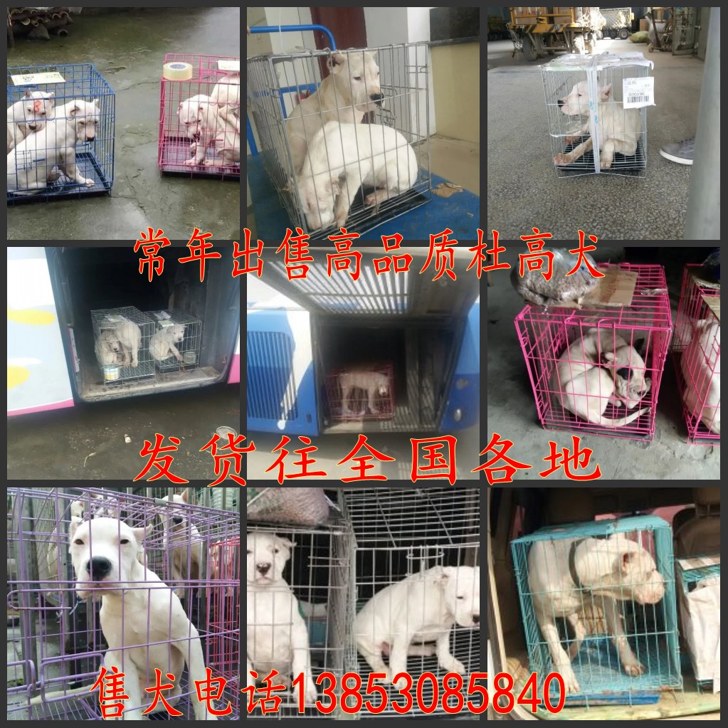 哪里有卖纯种杜高犬的