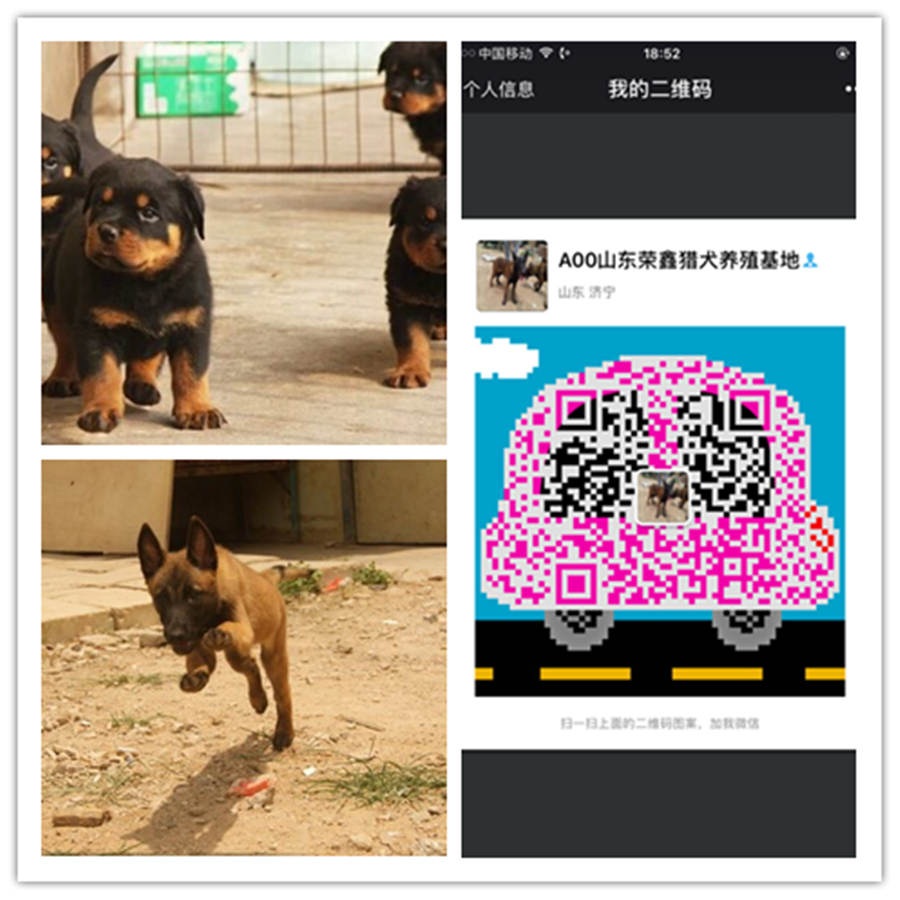马犬排行榜_比利时马犬智商排名__金农网金农网