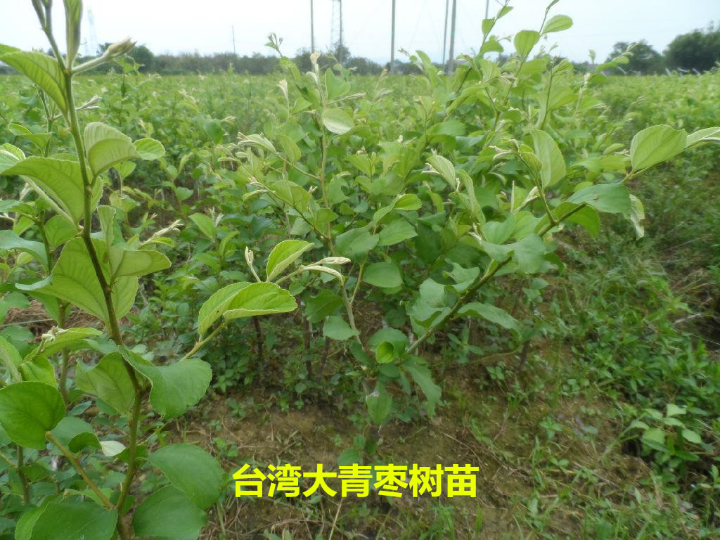 鱼台县冬枣树树苗多少钱一棵冬枣树树苗多少钱