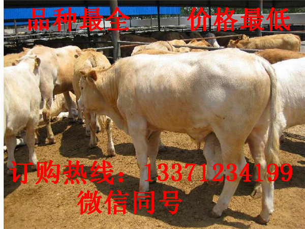 乌鲁木齐养殖肉牛50头拿国家补贴多少