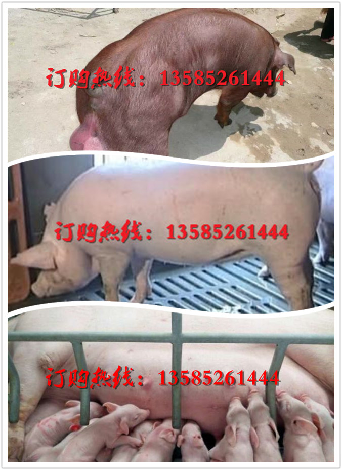 【杜洛克猪肉咬不动怎么回事】