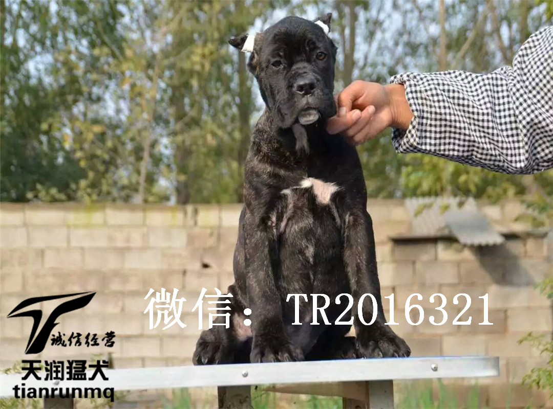 杜高母1500 - 杜高犬交易 - 猛犬俱乐部-中国具有影响力的猛犬网站 - Powered by Discuz!