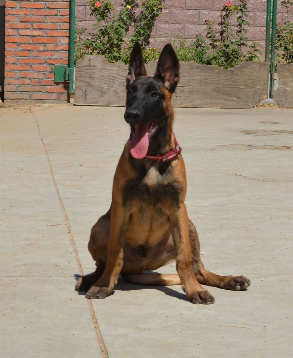 供应信息 > > 正文         商洛罗威纳犬哪里有卖的啊马犬(比利时