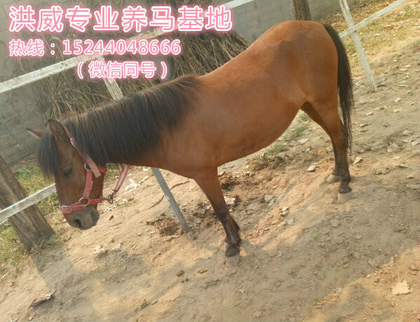 安庆在哪能买到骑乘的马