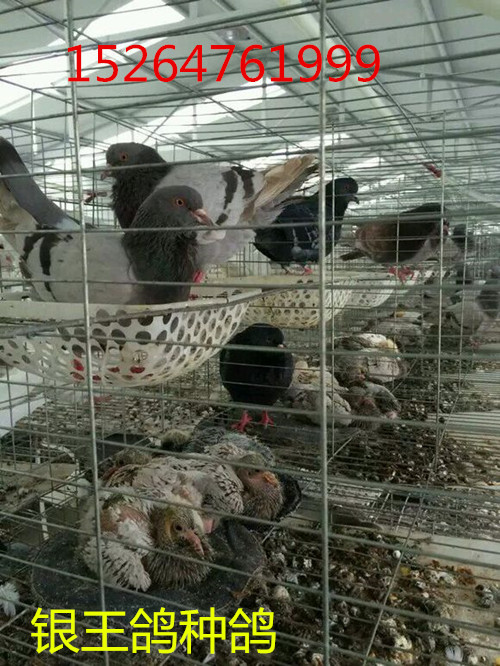 饲养一千对种鸽年利润有多少1滨海县鸽子场