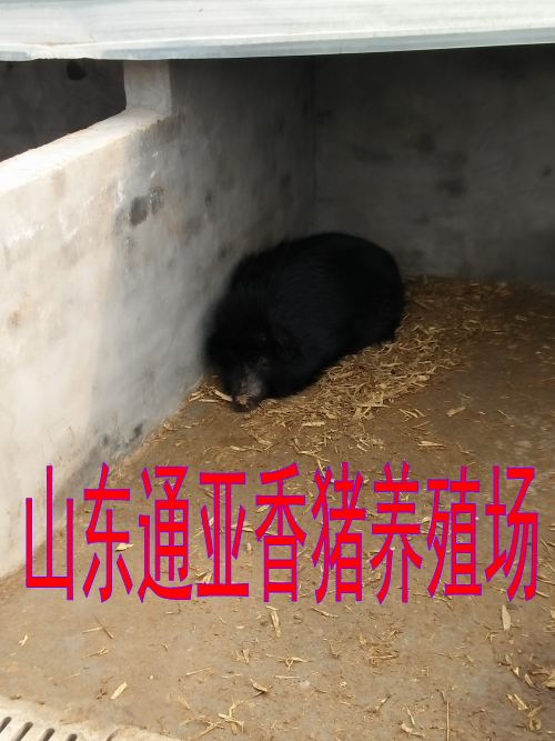 广东藏香猪养殖