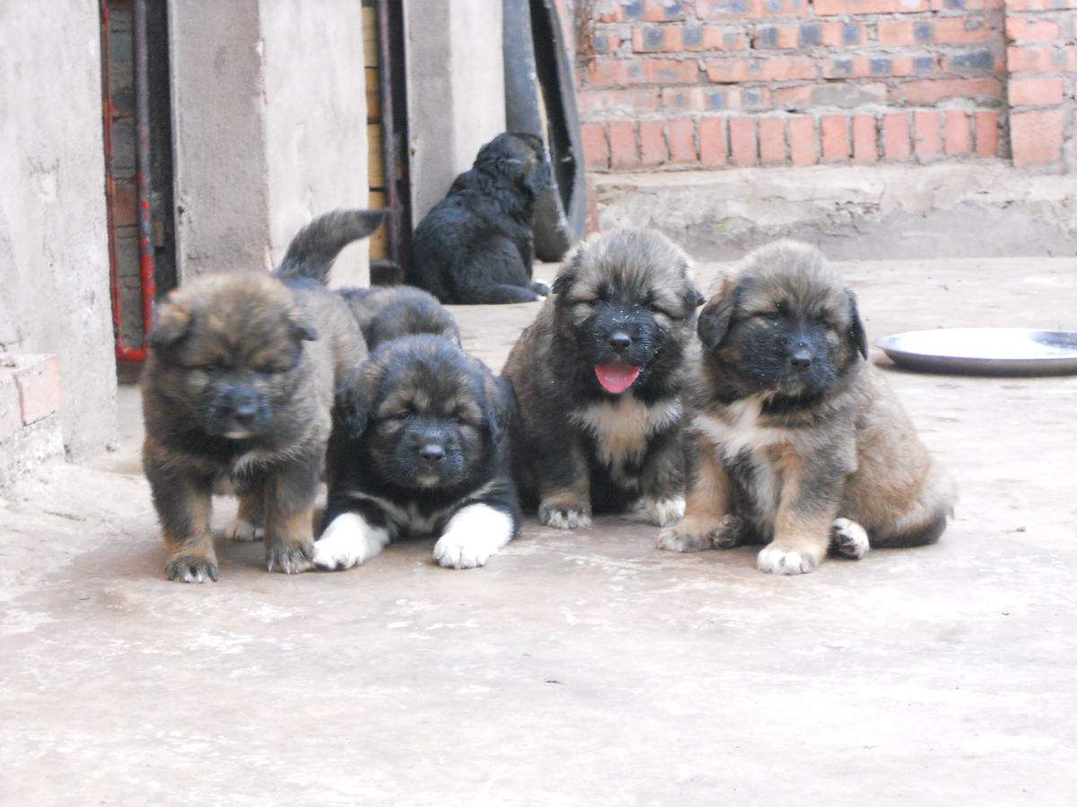 高加索幼犬两个多月 - 高加索交易 - 猛犬俱乐部-中国具有影响力的猛犬网站 - Powered by Discuz!