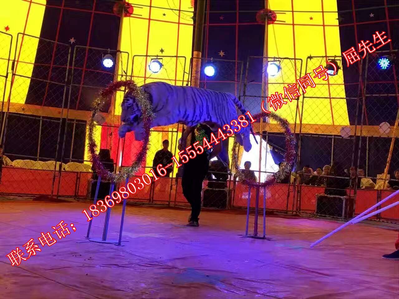 蚌埠什么地方有出租海狮海豹的