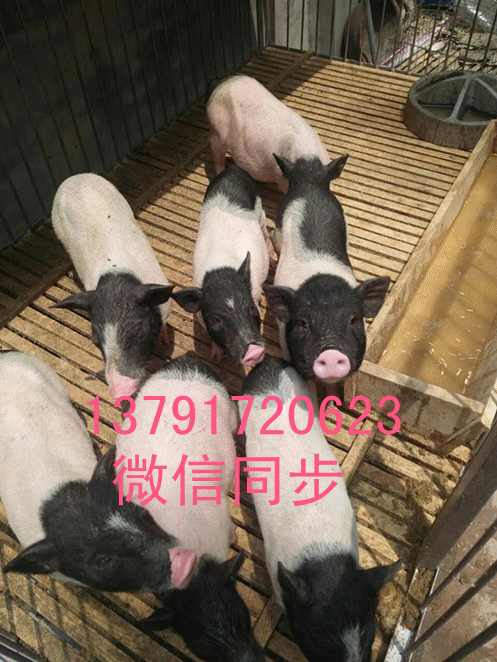 小香猪多少钱一只
