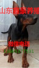 杜高犬排行_杜高犬虽然是猎犬之王,但是我国的这几种猎犬也不弱于杜高犬(2)