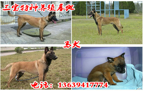 拉布拉多价格小拉布拉多多少钱一条