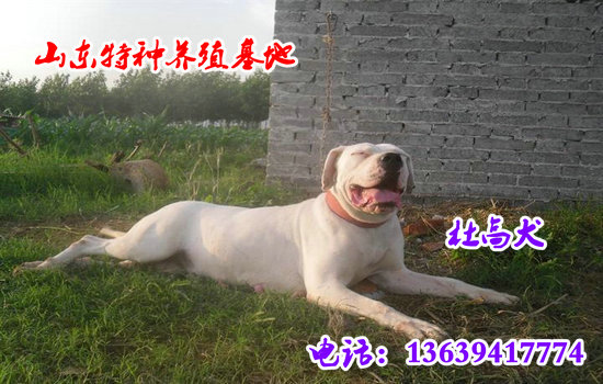 拉布拉多价格小拉布拉多多少钱一条