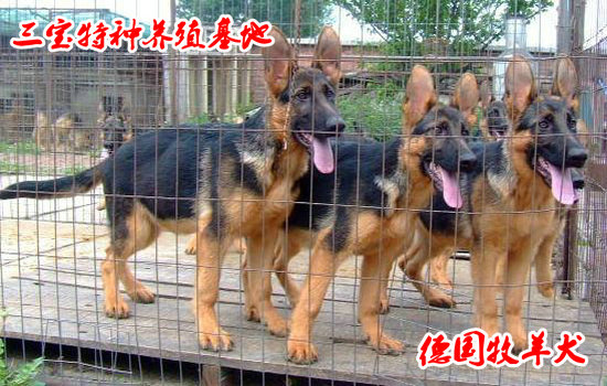 德国牧羊犬价格德国牧羊犬哪里有卖   重庆市永川市