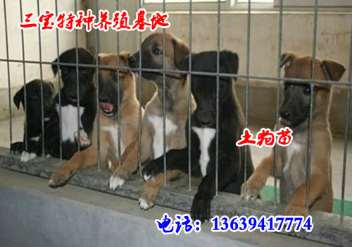 德国牧羊犬价格德国牧羊犬哪里有卖   重庆市永川市