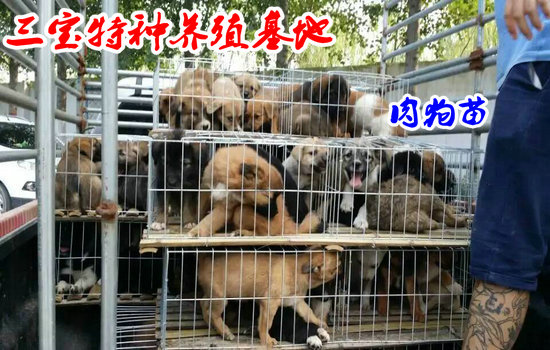 德国牧羊犬价格德国牧羊犬哪里有卖   重庆市永川市