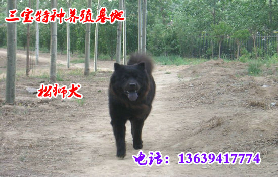 德国牧羊犬价格德国牧羊犬哪里有卖   重庆市永川市