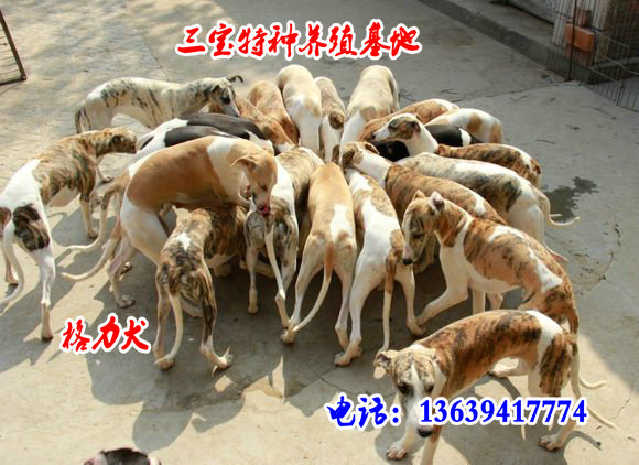 拉布拉多价格小拉布拉多多少钱一条