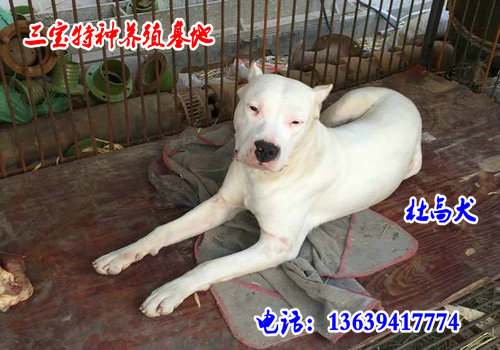 拉布拉多价格小拉布拉多多少钱一条