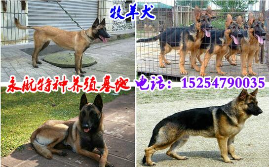 甘肃哪里卖罗威纳犬罗威纳犬价格