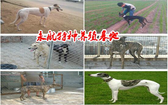 甘肃哪里卖罗威纳犬罗威纳犬价格