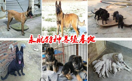 甘肃哪里卖罗威纳犬罗威纳犬价格