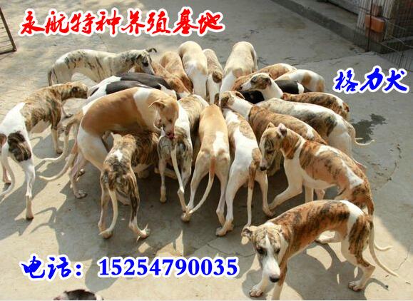 甘肃哪里卖罗威纳犬罗威纳犬价格