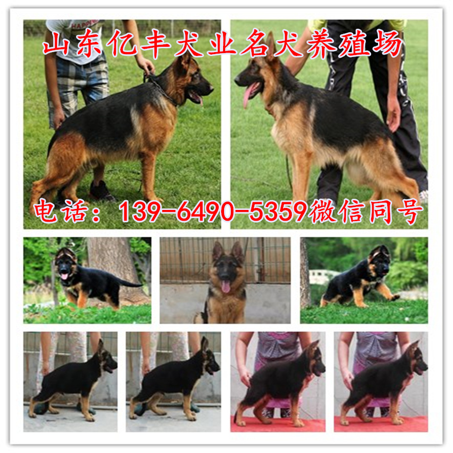 【罗威纳犬】【狼青犬】【比特犬】【黑狼犬】【高加索犬】血统纯正
