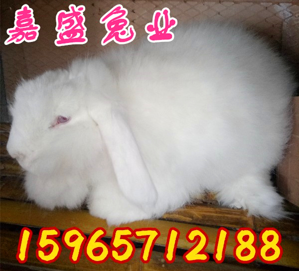 遂平县杂交野兔养殖技术100只肉兔要投资多少钱