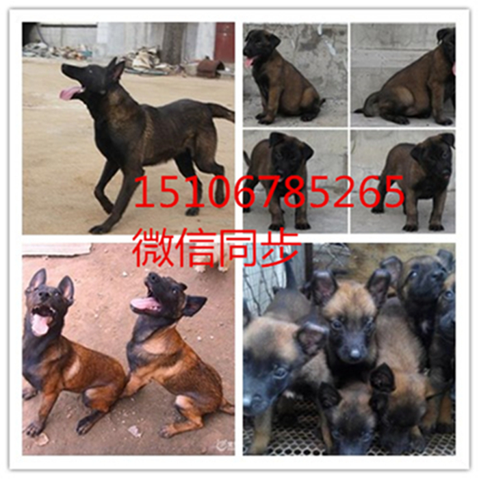 马犬排行_槐荫好的马犬排名__金农网