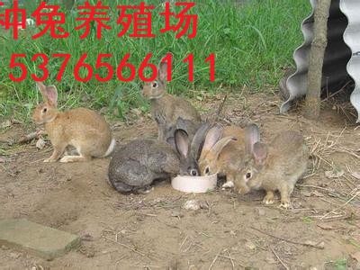 天博官网出卖养兔子母兔笼饲料颗粒机芜湖野兔种兔培养基地