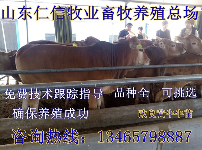黄牛养殖场广告亚新体育图片(图1)