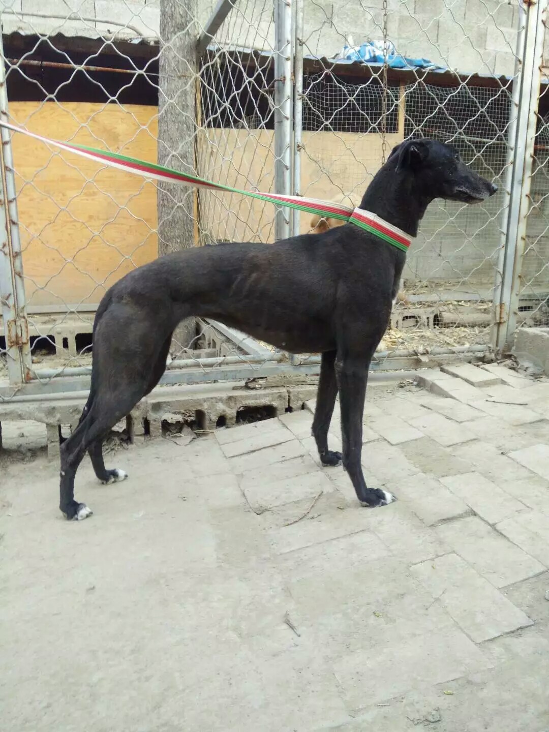 山东猎兔犬业出售格力犬赛道犬赌兔子的格惠惠比特马犬杜高