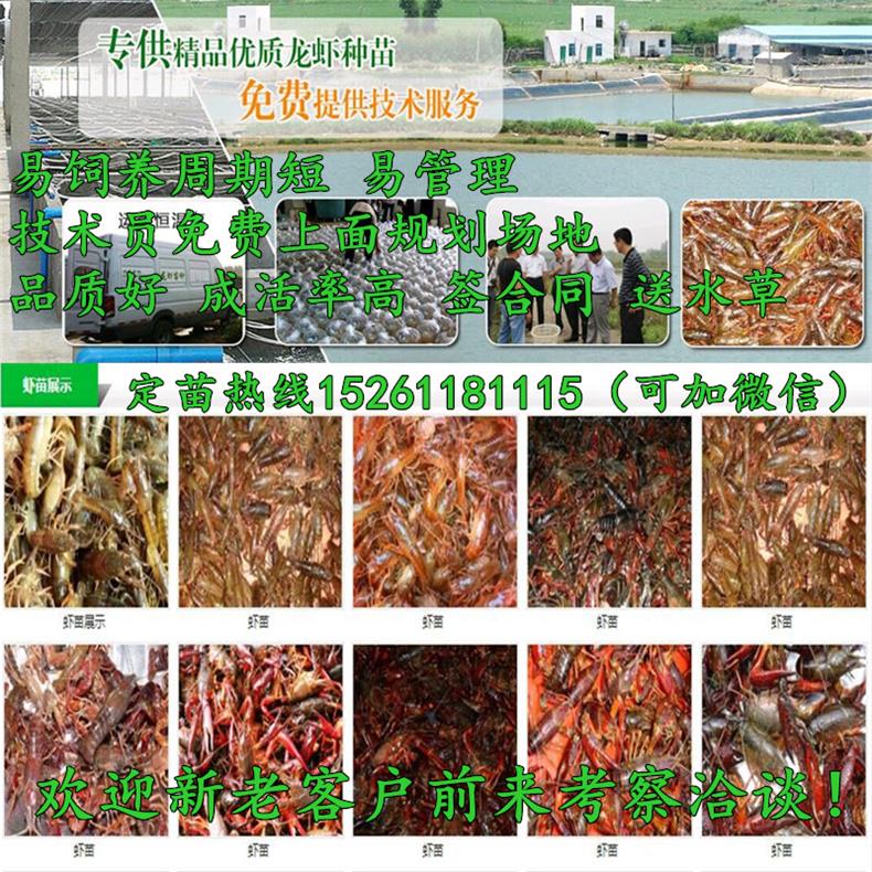 亚新体育普洱市养殖小龙虾喂什么(图2)