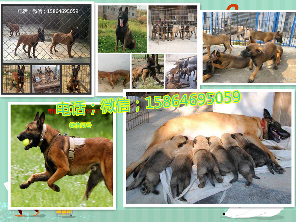 柳州最大杜高犬养殖基地在哪_黑狼犬多少钱一只_山东立业犬舍