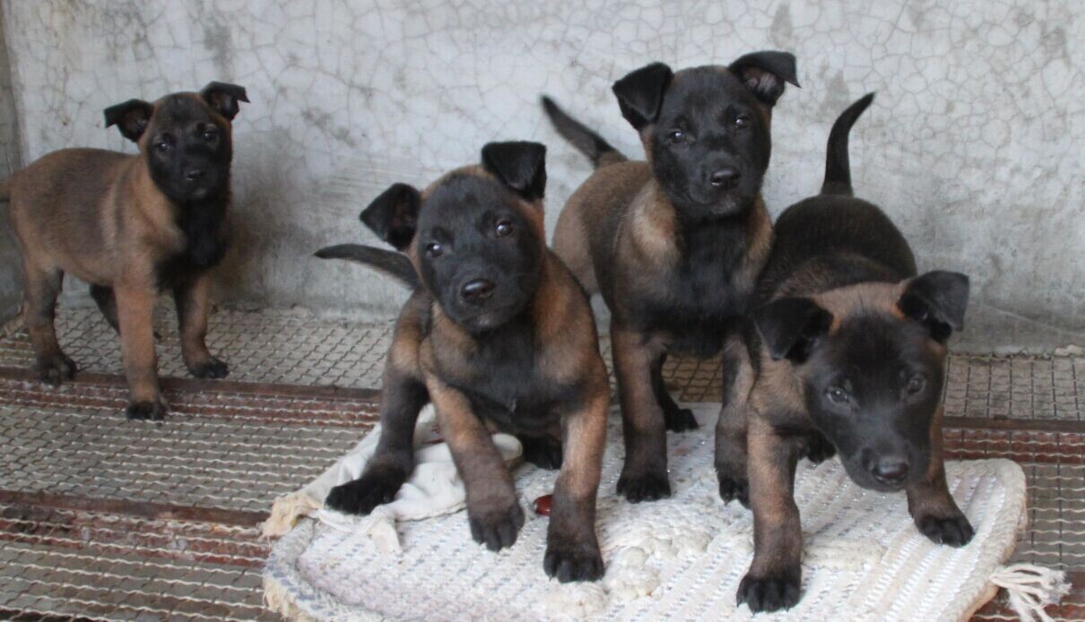 优质马犬撕咬能力强全国免费运输