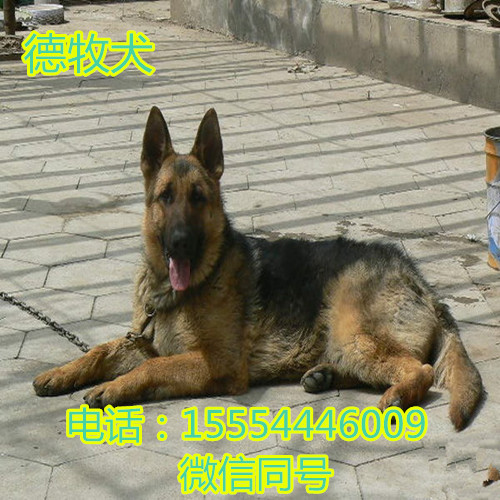 唐山出售大头德牧犬