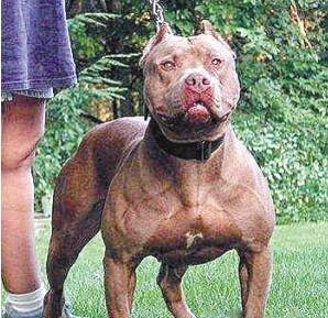 哪里的比特犬便宜