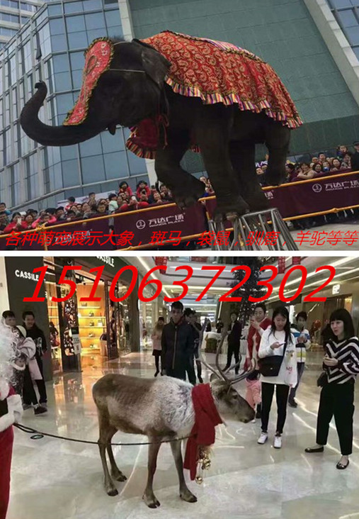 靖江大象出租