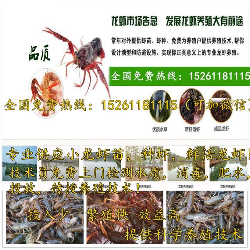 亚新体育许昌市养殖小龙虾喂什么(图2)
